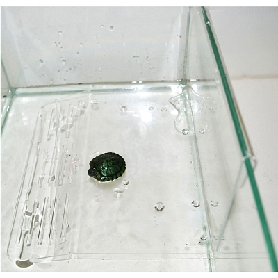 ���� ��� ������� �����������, �� ������, 15*15*19 �� 4568057